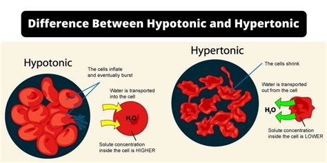 Last Updated: January 15, 2021. Hypertonic Solution Definition. A hypertonic solution contains a higher concentration of solutes compared to another solution. The …